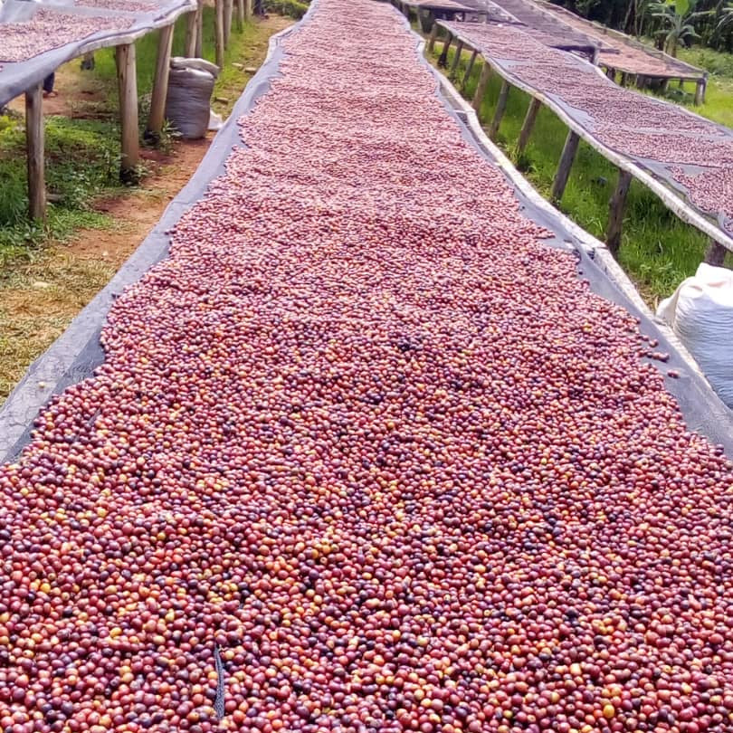 Revival: Spring Blend