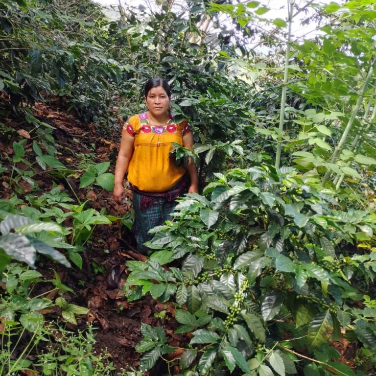 Whimsical: Guatemala Organic Washed - El Guaya’B Manos De Mujer