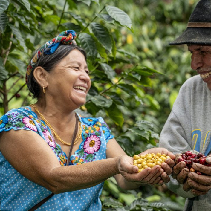 Whimsical: Guatemala Organic Washed - El Guaya’B Manos De Mujer
