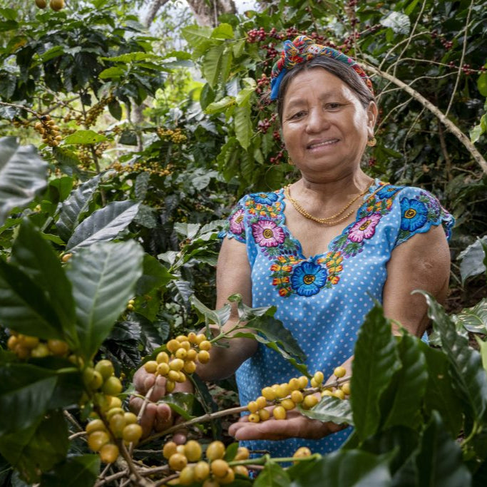 Whimsical: Guatemala Organic Washed - El Guaya’B Manos De Mujer