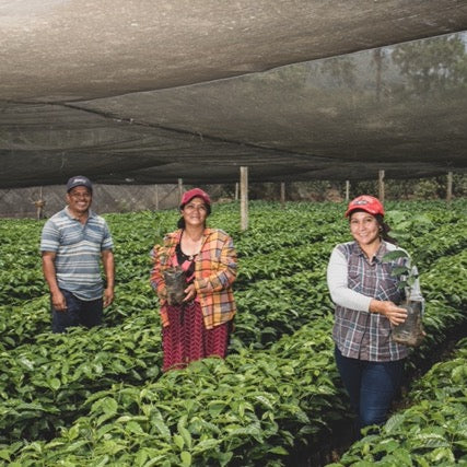 Three people standing in a coffee plantation under a shade structure.