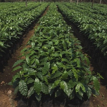 Rows of coffee plants in a coffee plantation