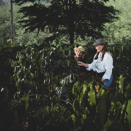 Two people in a coffee plantation surrounded by coffee trees.