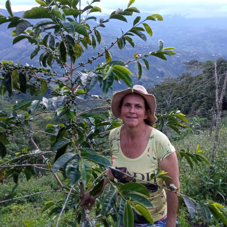 Person standing next to a coffee plant with a scenic background