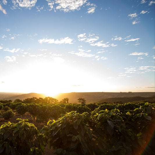 Spring Filter Coffee Bundle