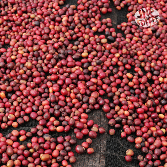 Summer Filter Coffee Bundle