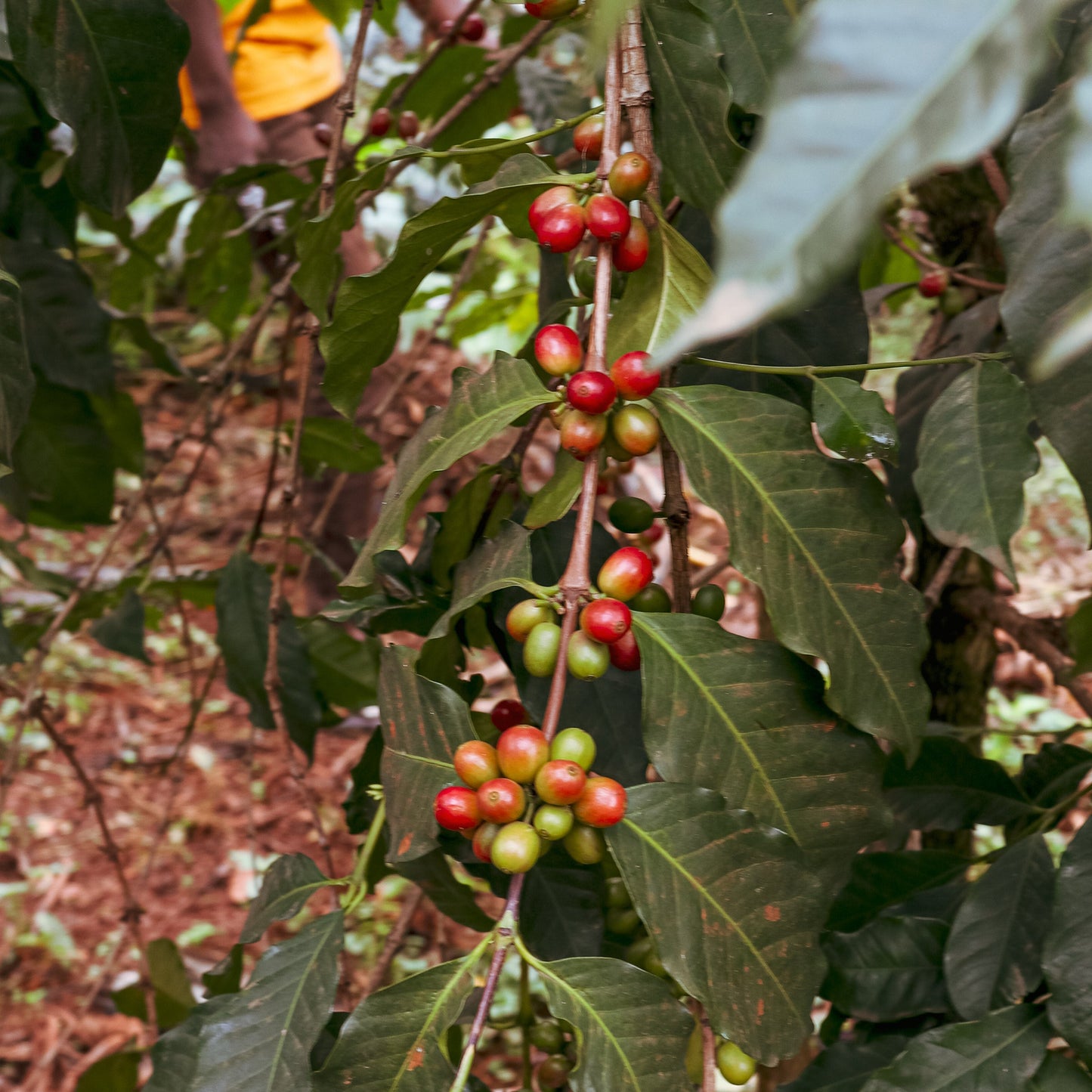Quirky: Mothers' Micro-Lot from Uganda - Organic Washed