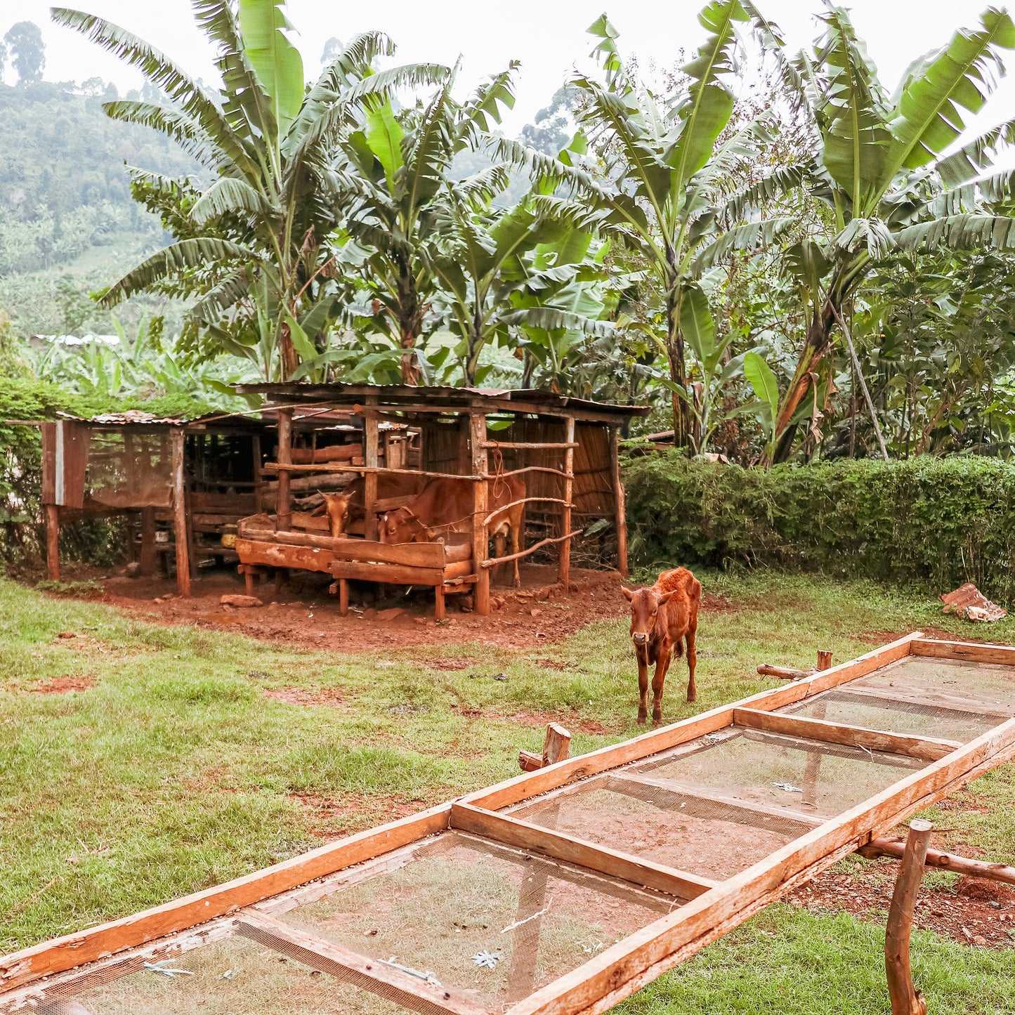 Quirky: Mothers' Micro-Lot from Uganda - Organic Washed