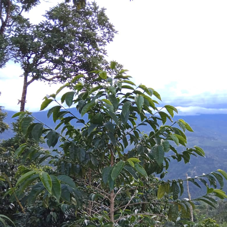 Tree with green leaves in a mountainous landscape