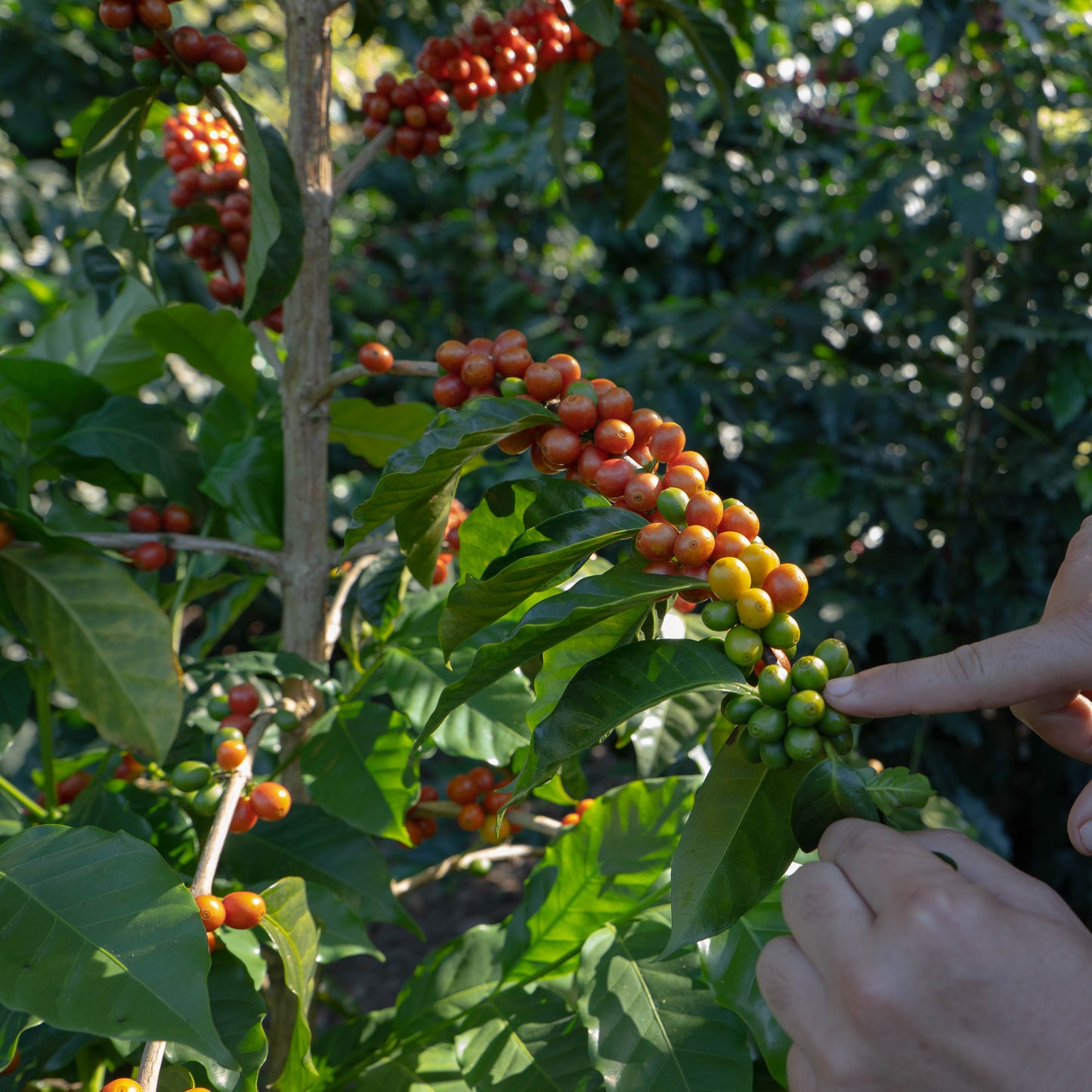 Hand pointing to coffee beans on a tree with green leaves and red berries in the background
