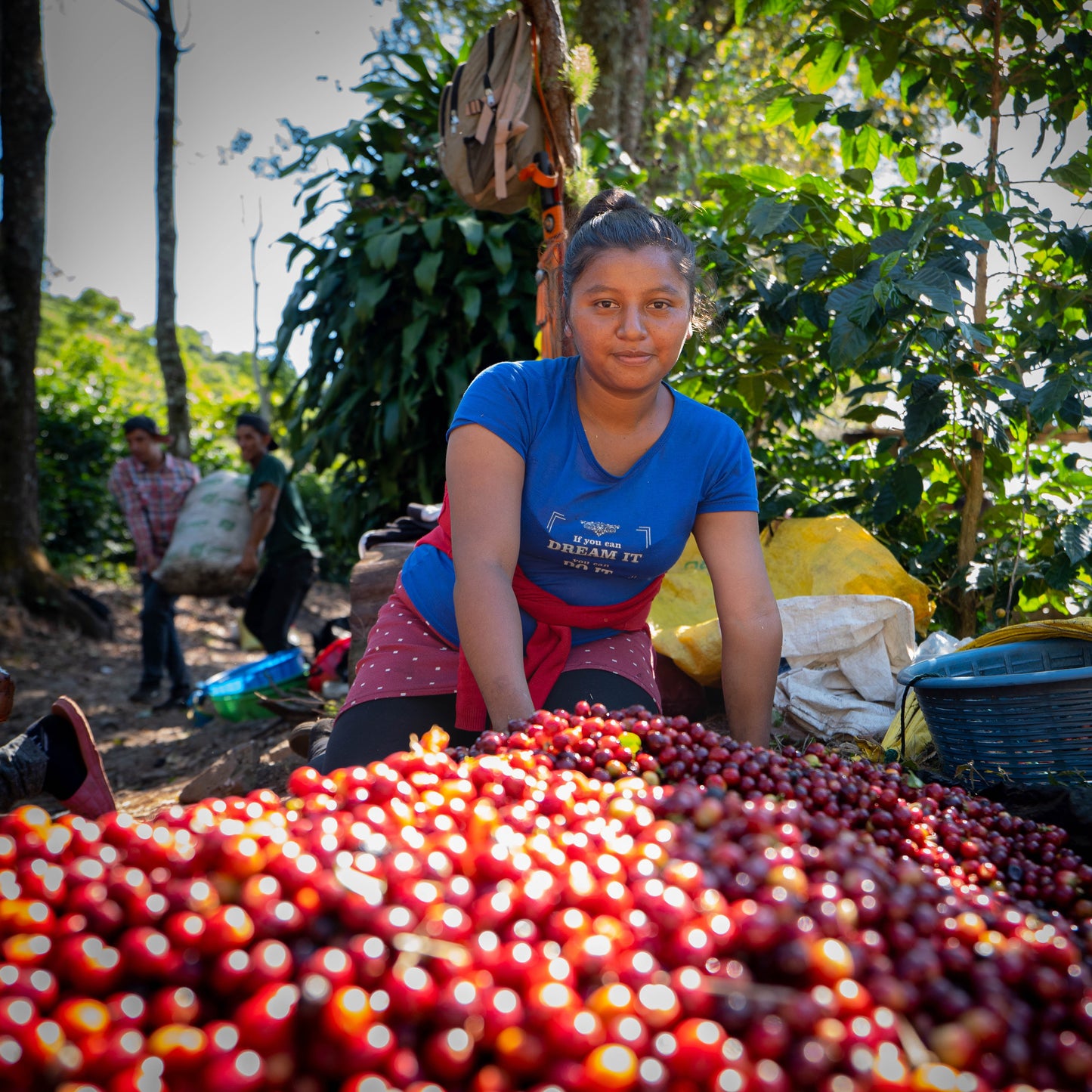 Woman sitting among a large pile of red coffee berries in a coffee plantation.