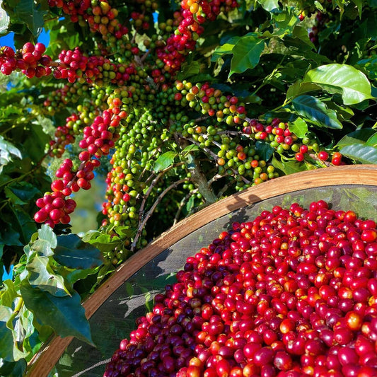 Cozy Cozy Set: 6-Pack Coffee Sampler