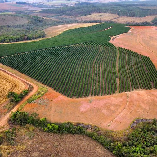 Blissful: Brazil Natural by Elzi Corsi & Family