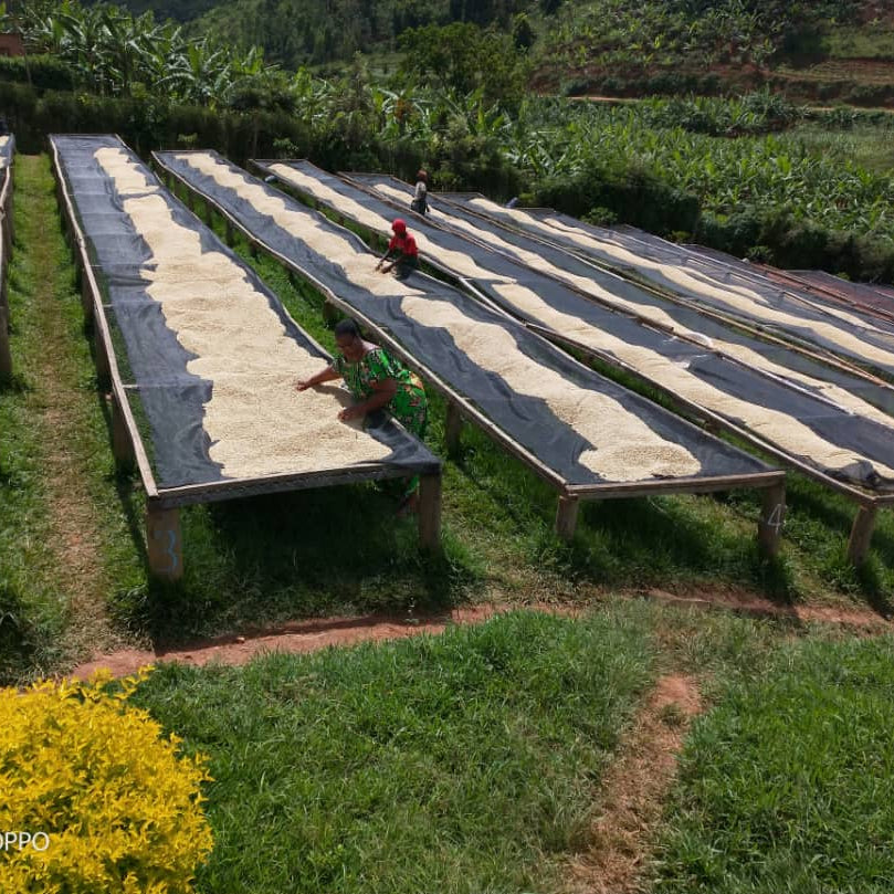 Rwanda Natural by Dukundumurimo Farmers’ Group