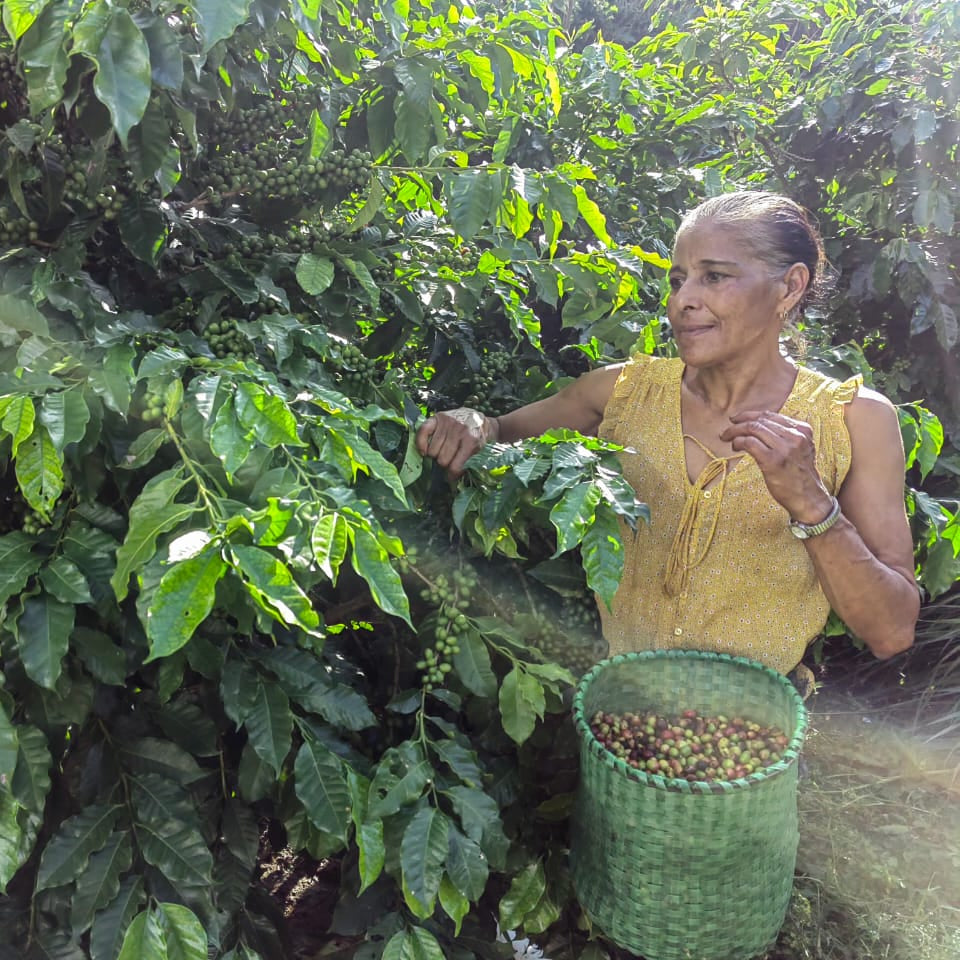 Sassy: Honduras Washed by Celia Portillo