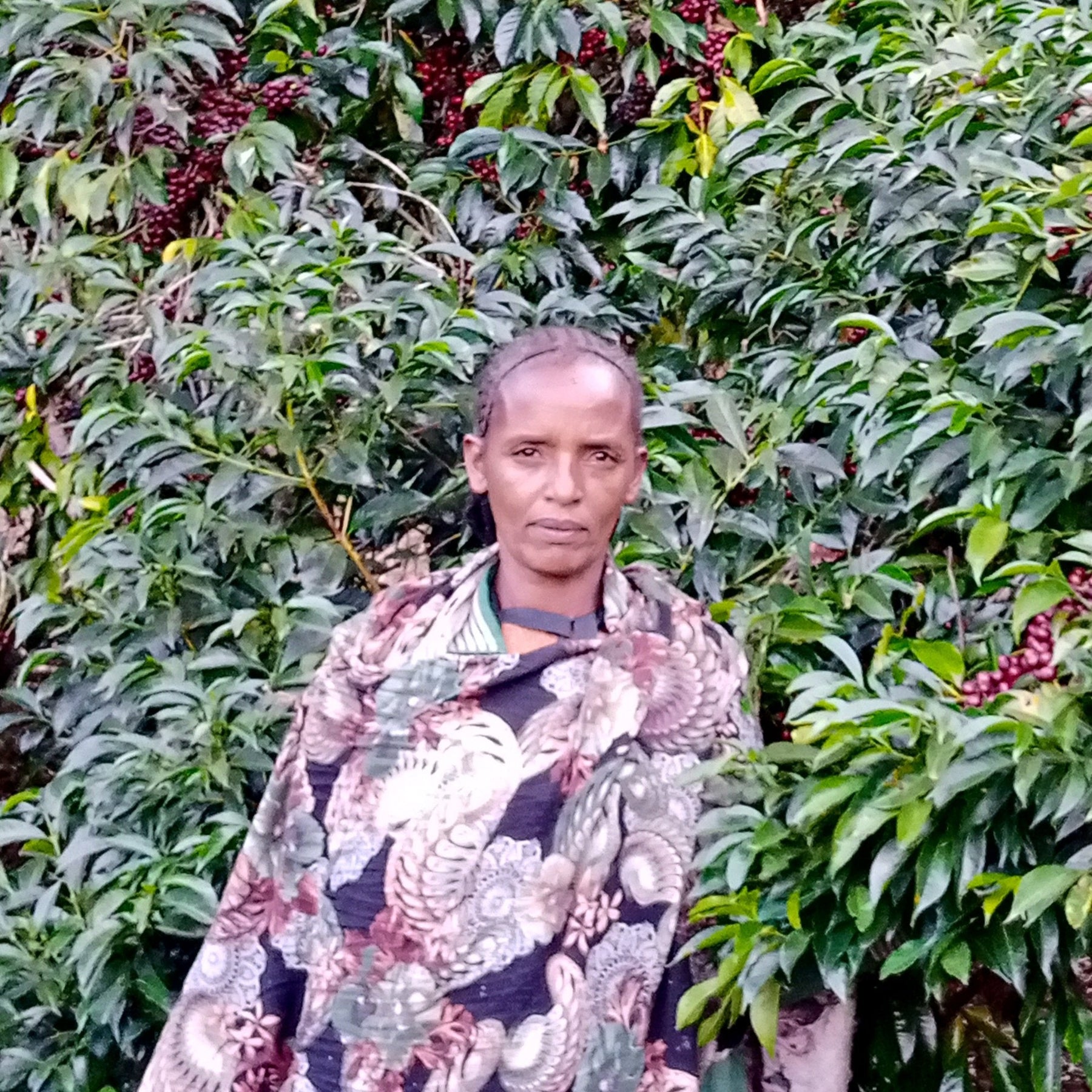 cafe-coffee-canada-specialty