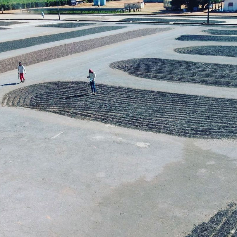 Brazil Natural by Imaculada Barbosa