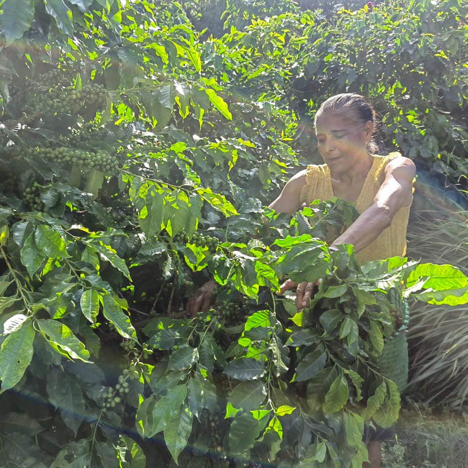 Honduras Anaerobic Washed by Celia Portillo