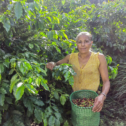 Honduras Anaerobic Washed by Celia Portillo