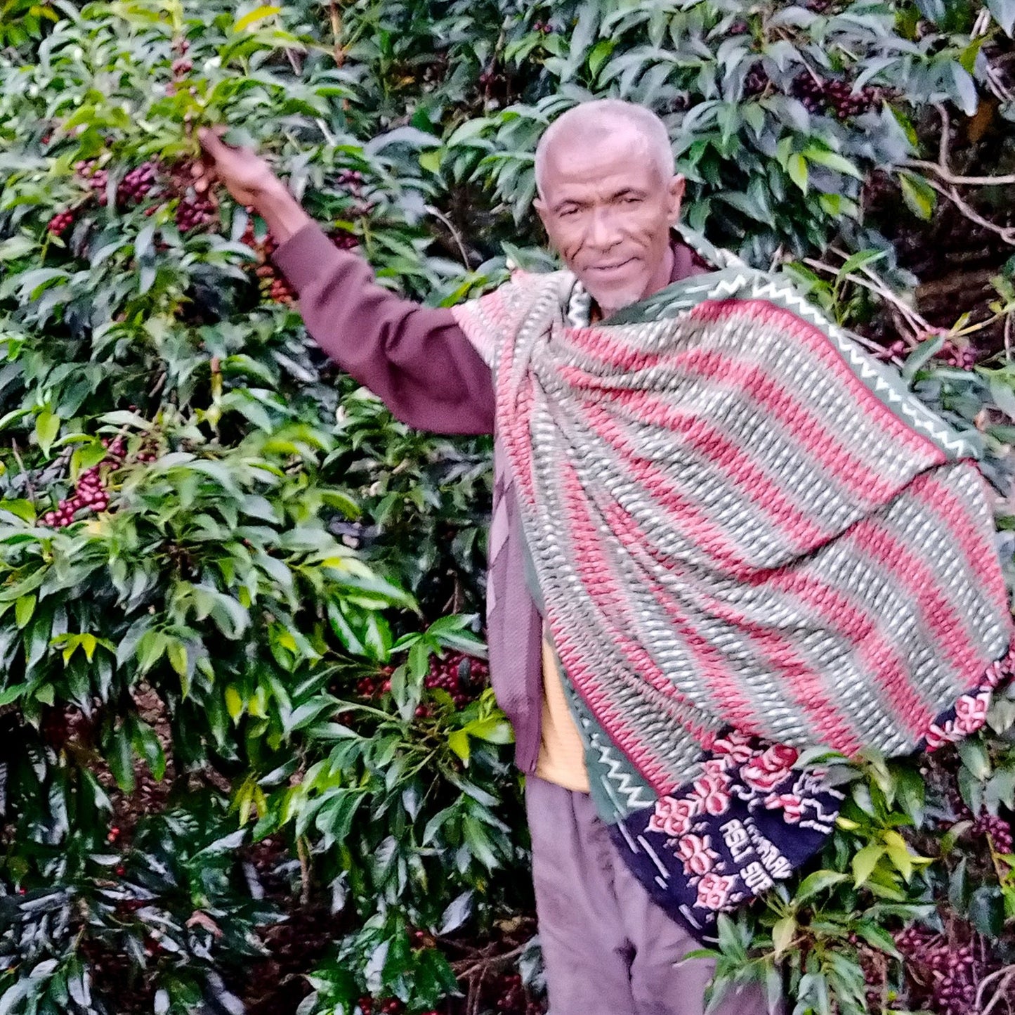 Perky - Single Origin - Ethiopia Natural - Guji