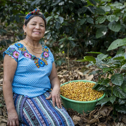 Whimsical: Guatemala Organic Washed - El Guaya’B Manos De Mujer