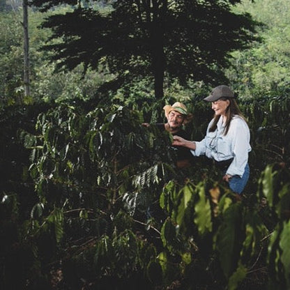 Two people in a coffee plantation surrounded by coffee trees.