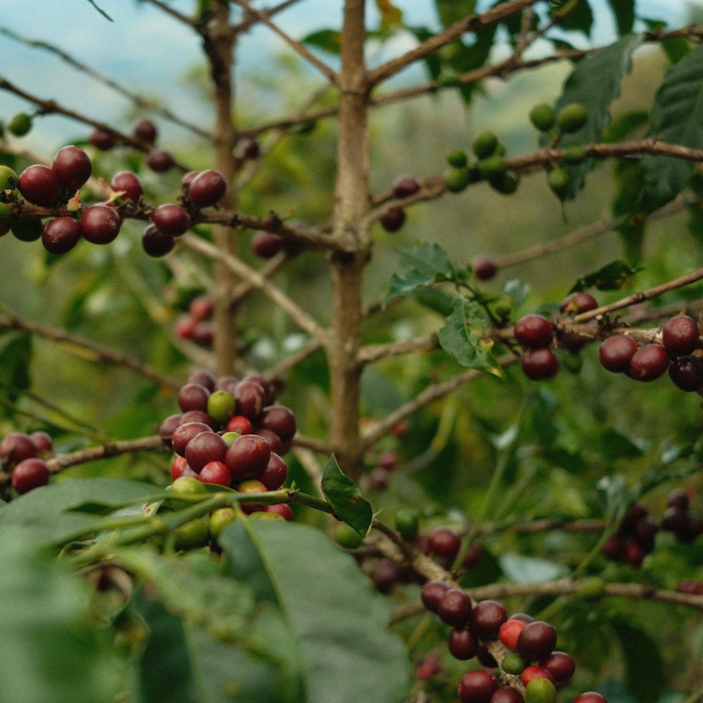 Bestsellers Bundle - Brazil & Colombia