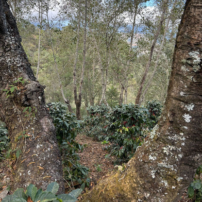 Mexico Washed by Guadalupe Martinez Perez