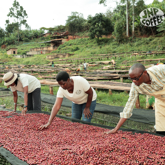 Burundi Natural - Ntwari II