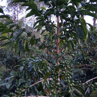 Aloof: Colombia Washed by Marleyi Córdoba