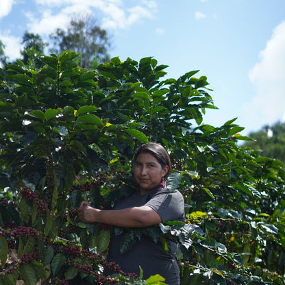 Bolivia Washed by Carmela, Juana, and Nancy