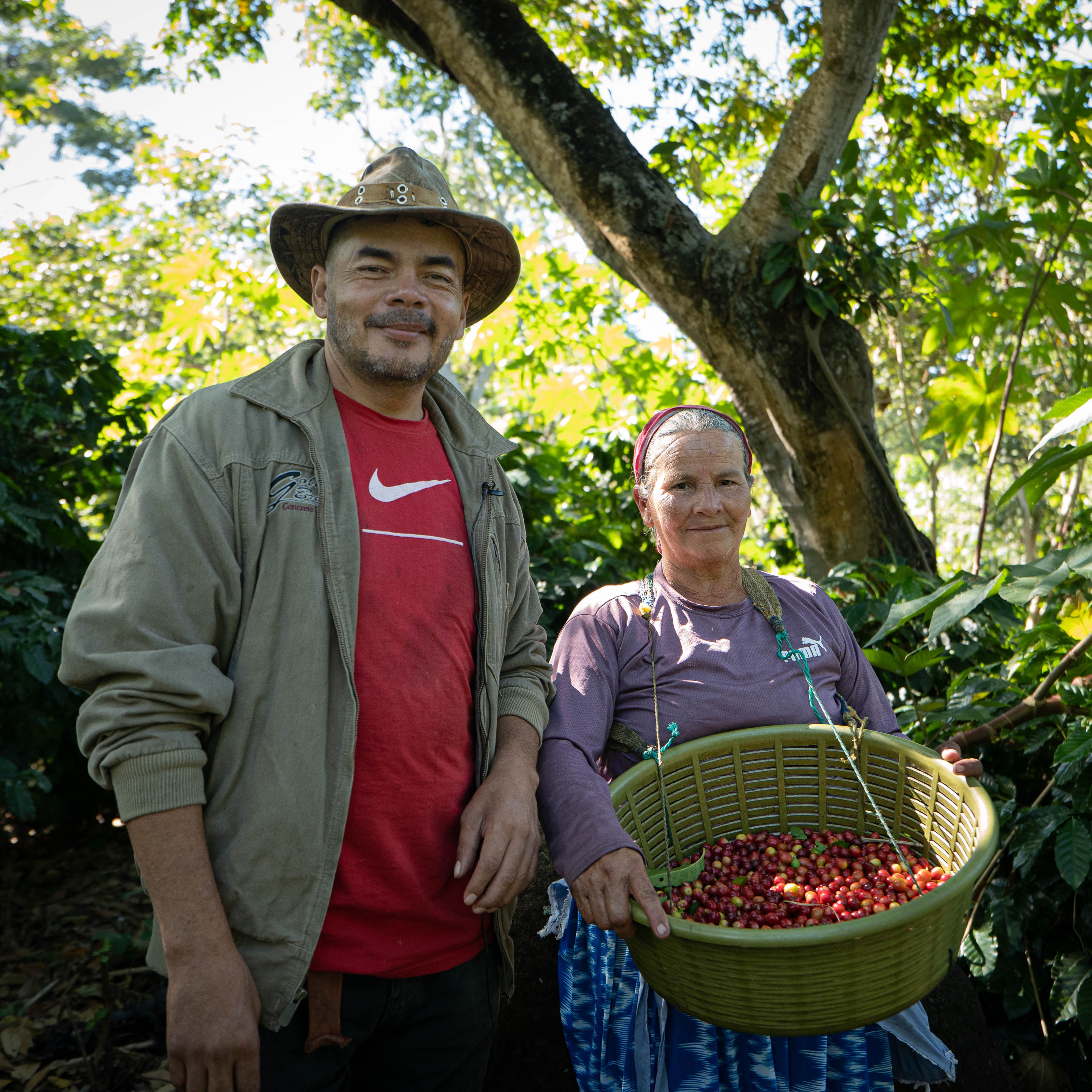 Two people standing in a coffee plantation with one holding a basket of coffee cherries.