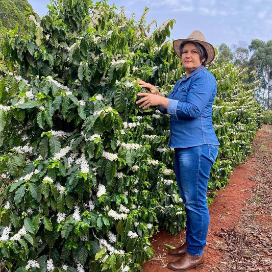 Blissful: Brazil Natural by Elzi Corsi & Family