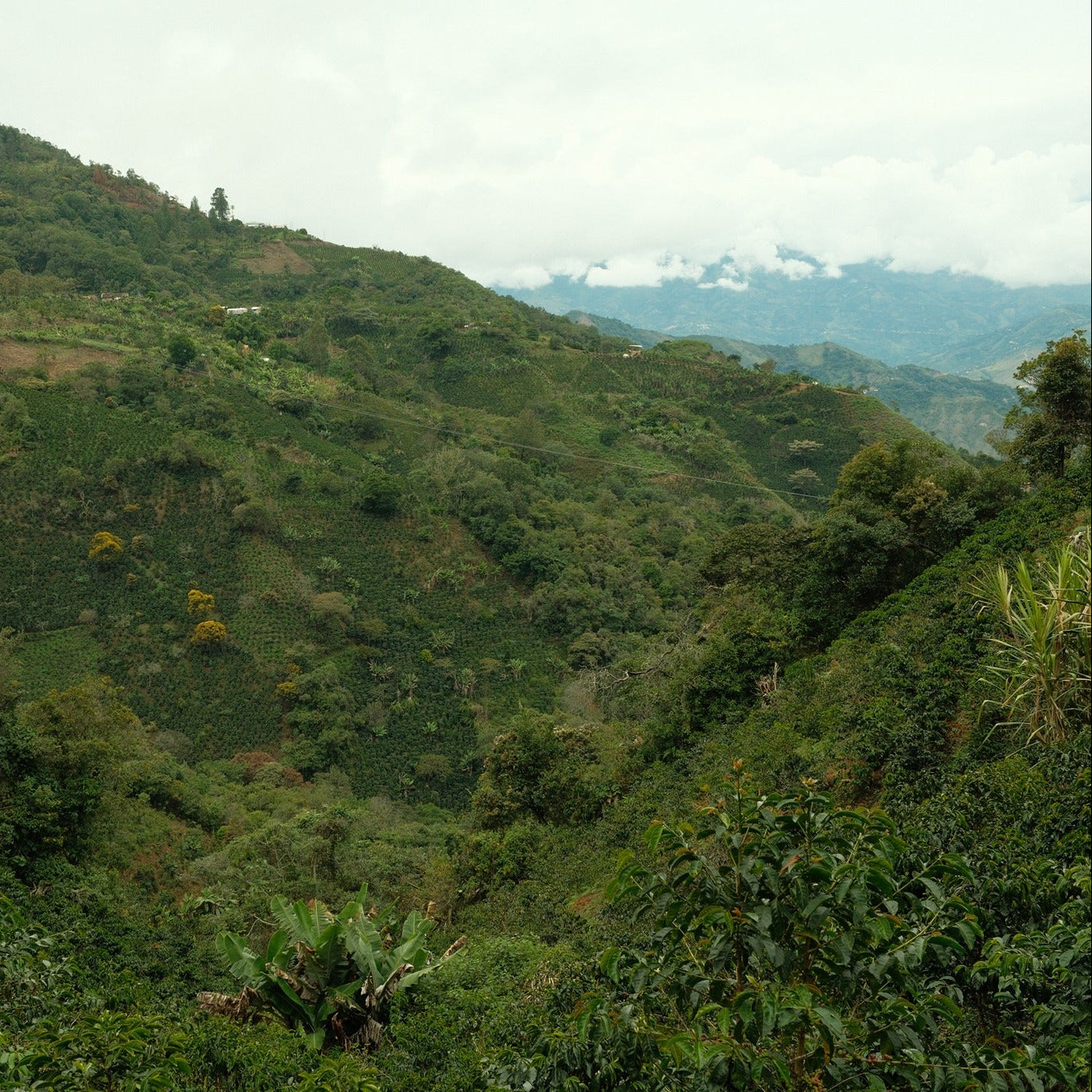 Colombia Washed by Francy Castillo