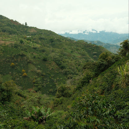 Colombia Washed by Francy Castillo