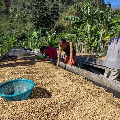 Sassy: Honduras Washed by Celia Portillo