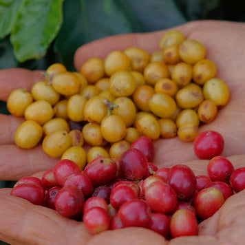 Brazil Natural by Imaculada Barbosa