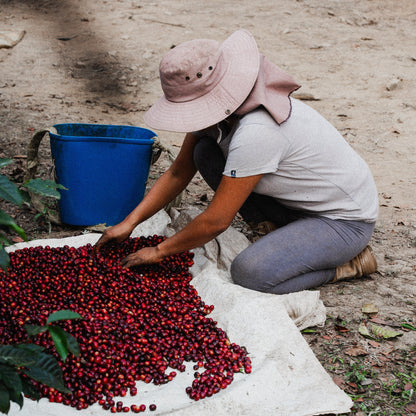 Bolivia Washed by Carmela, Juana, and Nancy